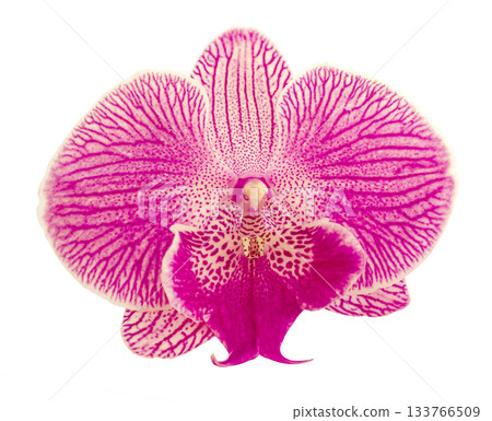 Pink Stripe Orchid isolated on white background. Flower with white, lilac magenta petals and purple yellow lips. Phalaenopsis or Moth kind. Floral design. 133766509