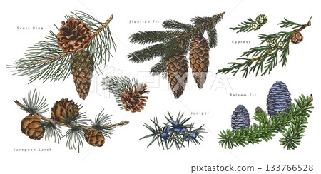 Conifer trees branches with cones collection, titles hand drawn vector set, pine, Cypress, fir, Juniper botanical sketch 133766528