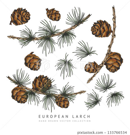 European Larch branch with cones collection hand drawn vector set, conifer tree botanical color sketch, Xmas decoration 133766534