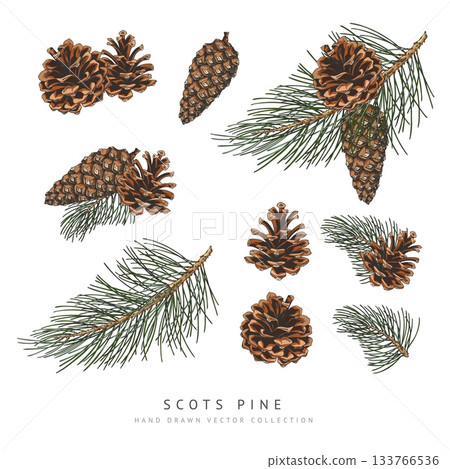 Scots pine cones and branches hand drawn vector collection, conifer tree botanical sketch, Xmas decoration, forest scent Scots pine cones and branches hand drawn vector collection, conifer tree botanical sketch, Xmas decoration, forest scent 133766536