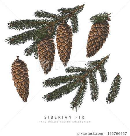 Siberian fir cone and branches hand drawn vector collection, conifer tree botany sketch, Xmas decoration, forest scent 133766537
