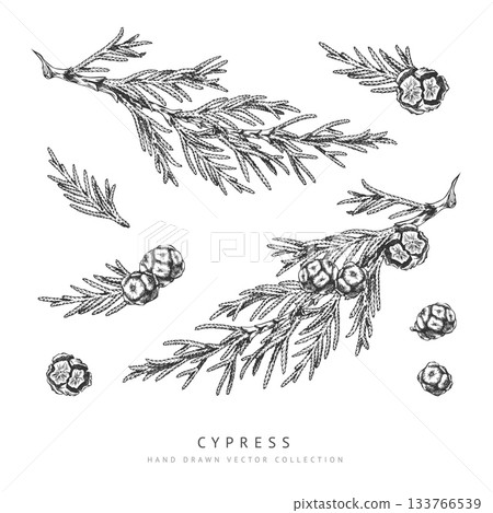 Cypress cone and branches engraved hand drawn vector collection, conifer tree elements botanical sketch, Xmas decoration 133766539