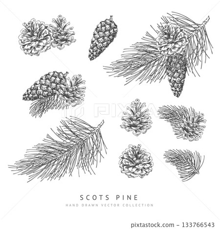 Scots pine cone and branches engraved hand drawn vector collection, conifer tree botanical sketch, Xmas decoration 133766543