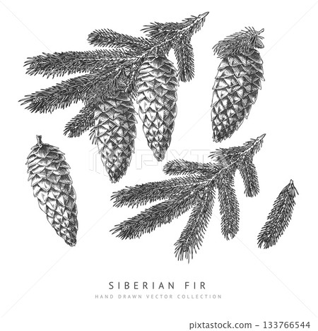 Siberian fir cone and branches engraved hand drawn vector collection, conifer tree botanical sketch, Xmas decoration 133766544