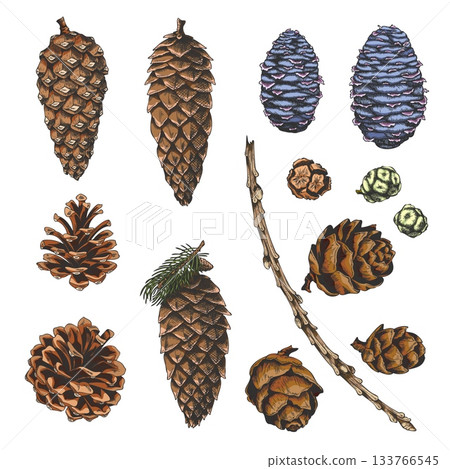 Conifer tree cones collection hand drawn vector set, pine, Cypress, European Larch, fir fruit sketch, Xmas decoration Conifer tree cones collection hand drawn vector set, pine, Cypress, European Larch, fir fruit sketch, Xmas decoration 133766545