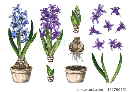 Hyacinth flower with leaves grows from bulb in the pot with soil sketch vector set, hand drawn blue spring blossom plant 133766561