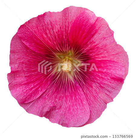 Pink Alcea Rosea, common hollyhock flower isolated on white background with clipping path. Hibiscus flower, pink rose Marshmallow flower isolated on white background. Design element. 133766569
