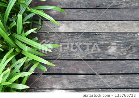 The walkway is made of old wood with pandan leaves planted on the side. There is space for content. 133766728