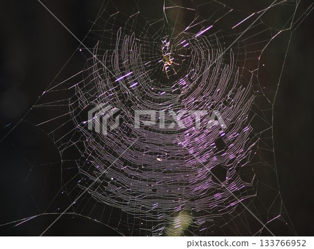 閃閃發光的蜘蛛巢 133766952
