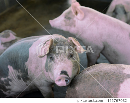 Pink pig with black stripes, fat body, on a farmer's ranch. looking suspicious Pink pig with black stripes, fat body, on a farmer's ranch. looking suspicious 133767082