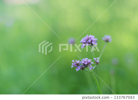 Close up colorful flowers are blooming fresh in the morning of spring garden with blurry green nature background. 133767083