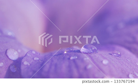 Macro Shot of Water Droplets on a Purple Flower Petal. Nature, freshness, and dew concept. Macro Shot of Water Droplets on a Purple Flower Petal. Nature, freshness, and dew concept. 133767194