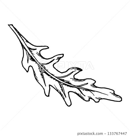 Vector illustration of a single arugula leaf with narrow lobes and detailed veins. Clear line work makes it suitable for herb sets, salad themes, fresh food graphics and various cooking concepts. Vector illustration of a single arugula leaf with narrow lobes and detailed veins. Clear line work makes it suitable for herb sets, salad themes, fresh food graphics and various cooking concepts. 133767447