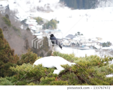 A crow standing on a pine tree in a snowy landscape | A lonely winter landscape in monochrome (copy space) 133767472