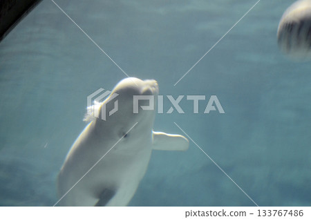 Beluga 133767486