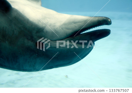海豚 海豚 133767507