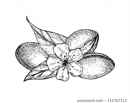 Almond in the skin, leaves and flower monochrome hand drawn vector isolated illustration painted by black inks. Unpeeled nuts and foliage vintage etching drawing. Raw fruits for food packaging Almond in the skin, leaves and flower monochrome hand drawn vector isolated illustration painted by black inks. Unpeeled nuts and foliage vintage etching drawing. Raw fruits for food packaging 133767513