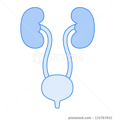 泌尿系統(腎臟、輸尿管、膀胱/醫學、解剖學)的藍色單色插圖 泌尿系統(腎臟、輸尿管、膀胱/醫學、解剖學)的藍色單色插圖 133767652