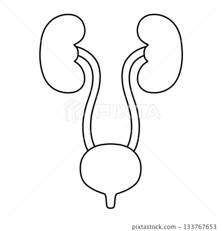 泌尿系統（腎臟、輸尿管、膀胱/醫學、解剖學）黑白線條圖 133767653