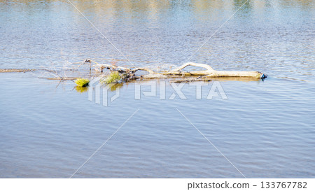 殘存的浮木,是這場災難的印記。 殘存的浮木,是這場災難的印記。 133767782