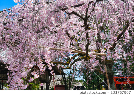 京都吹花天滿宮（京都府京都市上京區）美麗的垂枝櫻花 133767907