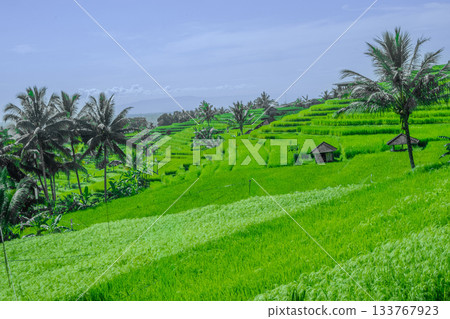 Lush Green Rice Terraces with Palm Trees in Tropical Landscape Lush Green Rice Terraces with Palm Trees in Tropical Landscape 133767923