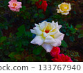 White Rose with Multicolor Core in Blooming Garden 133767940