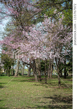 櫻花盛開的公園 133767972