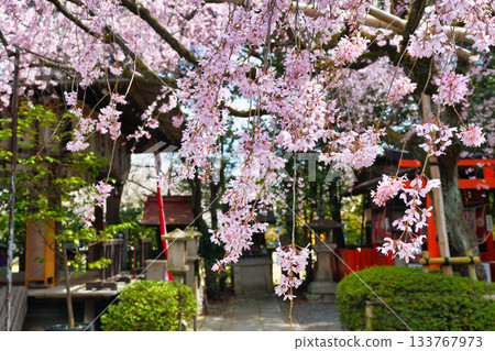 京都吹花天滿宮（京都府京都市上京區）美麗的垂枝櫻花 133767973