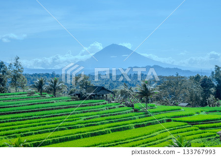 Lush Green Terraced Rice Fields with Mountain View in Bali Lush Green Terraced Rice Fields with Mountain View in Bali 133767993