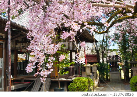 京都吹花天滿宮（京都府京都市上京區）美麗的垂枝櫻花 133768026
