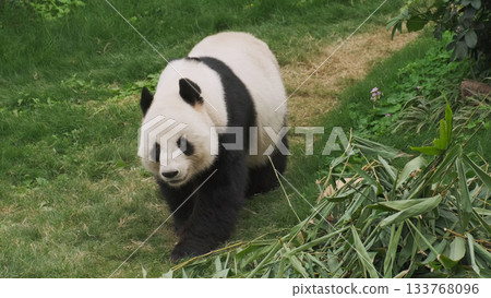 Cute giant panda bear walking Cute giant panda bear walking 133768096