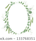 Oval frame with sprigs, leaves and pods of garden peas. Watercolor illustration hand drawn and isolated on a white background. Ideal for decorating postcards, invitations, posters, tableware, textile 133768351