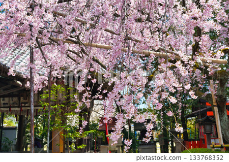 Beautiful weeping cherry blossoms at Suika Tenmangu Shrine in Kyoto (Kamigyo Ward, Kyoto City, Kyoto Prefecture) 133768352