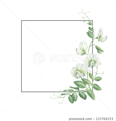 Thin square frame with pea leaves, shoots and white pea flowers. Watercolor illustration hand drawn and isolated on a white background. Perfect for decorating postcards, wedding invitations, posters. Thin square frame with pea leaves, shoots and white pea flowers. Watercolor illustration hand drawn and isolated on a white background. Perfect for decorating postcards, wedding invitations, posters. 133768353