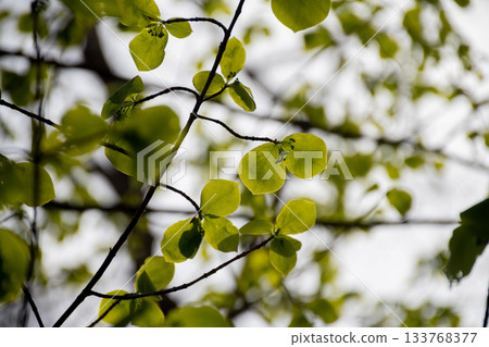 新鮮的綠樹的年輕葉子 133768377