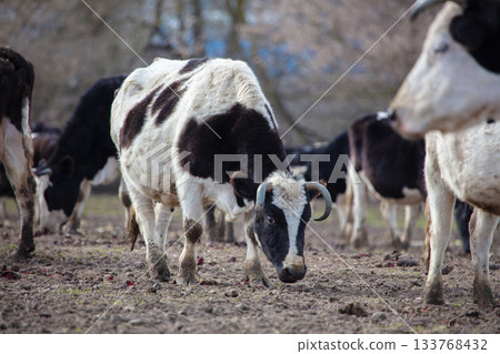 A herd of black and white cows are grazing in a pasture. 133768432
