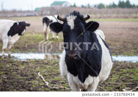 A white cow with a black muzzle against the background of a grazing herd. 133768434