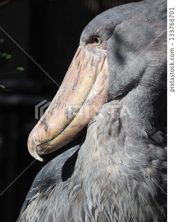 HASHI BIRCOU的個人資料 HASHI BIRCOU的個人資料 133768701