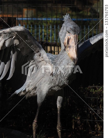 鯨頭鸛展開翅膀 133768703