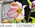 Purple hellebore flower in bloom 133768827