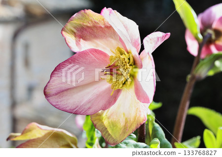 Purple hellebore flower in bloom 133768827