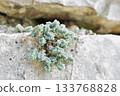 Plant of  Corsican stonecrop 133768828