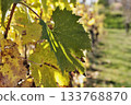 Autumn leaves in a vineyard 133768870
