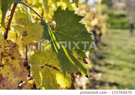 Autumn leaves in a vineyard 133768870