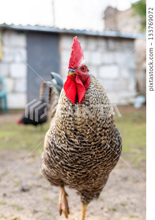 Close-up of speckled rooster in farmyard setting Close-up of speckled rooster in farmyard setting 133769072