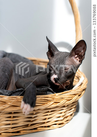 Peaceful Sphynx Cat Napping in Wicker Basket Peaceful Sphynx Cat Napping in Wicker Basket 133769088