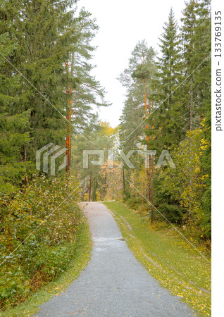Serene pathway in lush forest with tall pine trees on a bright day Serene pathway in lush forest with tall pine trees on a bright day 133769135