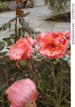 Vibrant pink roses in bloom with dew on petals in a garden setting Vibrant pink roses in bloom with dew on petals in a garden setting 133769136