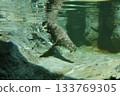亞洲小爪水獺潛水② 133769305